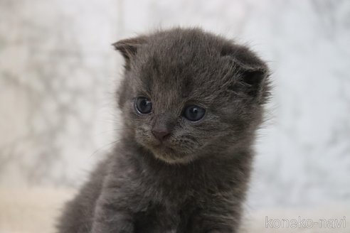 成約済の埼玉県のスコティッシュフォールド(折れ耳)-84802の3枚目